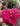 Hot Pink Nylon Zipper Pulls