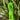Lime || 2mm cord elastic (5yd bundle)