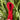 Red || 2mm cord elastic || 5yd bundle