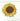 Sunflower Patch (iron on)
