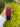 Horizontal rainbow stripe 1.5” Seatbelt Webbing